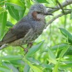 ヒヨドリ(鵯/hiyodori)とは