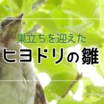 ヒヨドリの雛の巣立ちを目撃したので、成長を追ってみた！