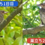 巣立ちを迎えたヒヨドリの雛の1日目と25日目を見比べた画像