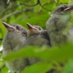巣立ちを迎えたヒヨドリの雛2021年6月30日の画像