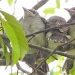 巣立ちを迎えたヒヨドリの雛2021年7月4日の画像