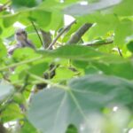 巣立ちを迎えたヒヨドリの雛2021年7月15日の画像