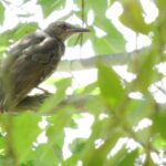巣立ちを迎えたヒヨドリの雛2021年7月19日の画像